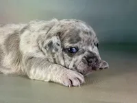 Jupiter ICA DNA 88/12, a male Frenchton for sale in Canton, OH – Photo 5 of 5