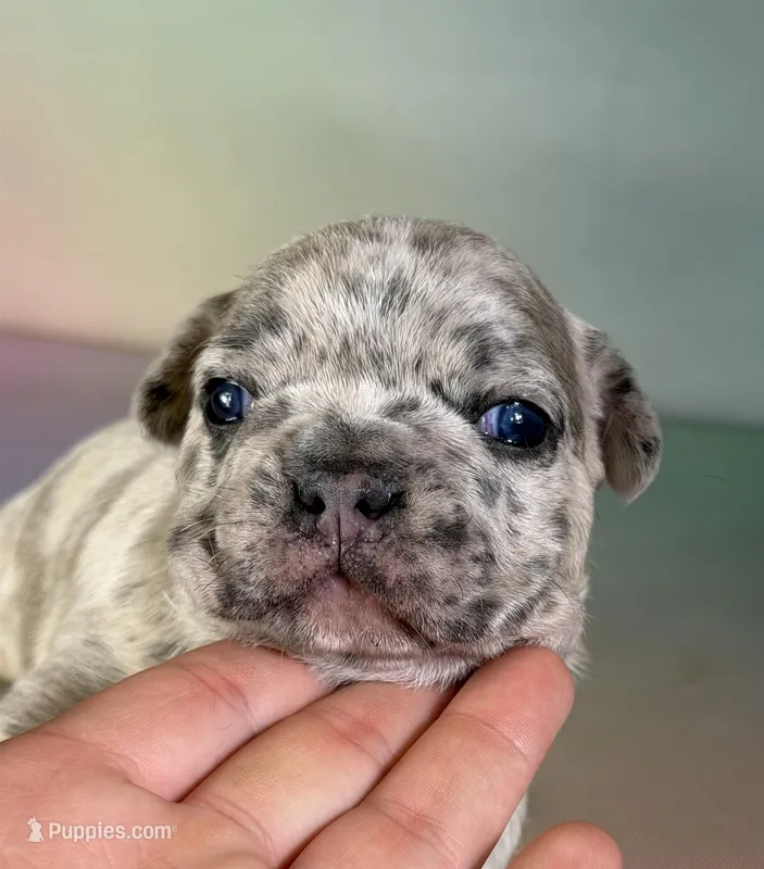 Jupiter ICA DNA 88/12 – Frenchton puppy for sale in Canton, OH