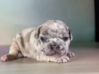 Jupiter ICA DNA 88/12, a male Frenchton for sale in Canton, OH – Photo 4 of 5