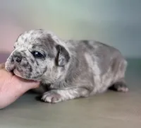 Jupiter ICA DNA 88/12, a male Frenchton for sale in Canton, OH – Photo 2 of 5