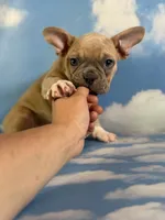 Luigi, a male Frenchton for sale in Canton, OH – 5 of 6