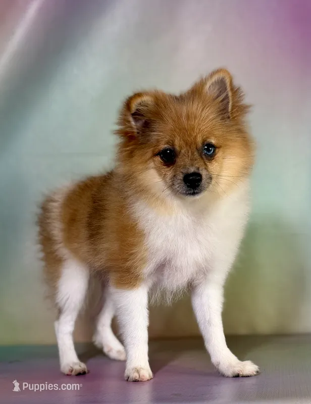 ACA speckles partial blue eye – Pomeranian puppy for sale in Canton, OH