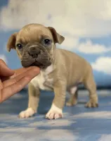 Luigi, a male Frenchton for sale in Canton, OH – 2 of 3