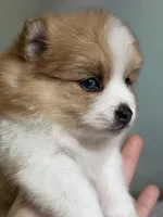 Carmen blue eye , a female Pomeranian for sale in Canton, OH – 5 of 5