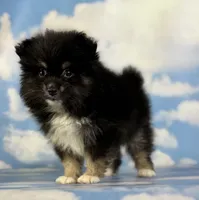 ACA Tilly , a female Pomeranian for sale in Canton, OH – 10 of 10