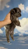 Classy , a female Poodle - Toy  for sale in Canton, OH – 2 of 6