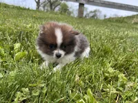Aca pebbles, a female Pomeranian for sale in Canton, OH – 2 of 4