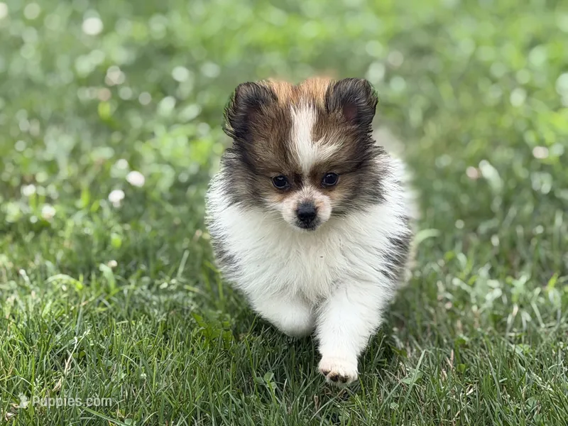 ACA Minnie – Pomeranian puppy for sale in Canton, OH