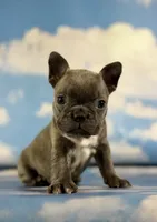 Lorenzo, a male Frenchton for sale in Canton, OH – 4 of 8