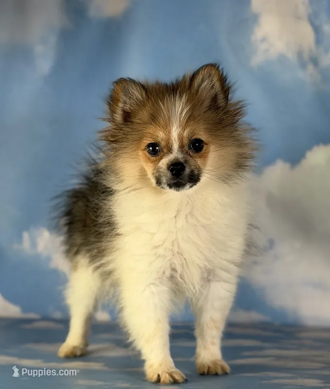 Aca Troy  – Pomeranian puppy for sale in Canton, OH
