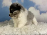 Aca Puzzle , a male Pomeranian for sale in Canton, OH – 3 of 7