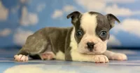 Lux, a male Frenchton for sale in Canton, OH – 3 of 6