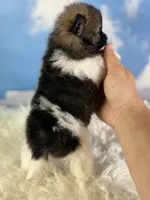 Aca polly, a female Pomeranian for sale in Canton, OH – 5 of 5
