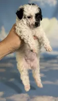 Cruella , a female Poodle - Toy  for sale in Canton, OH – 3 of 6