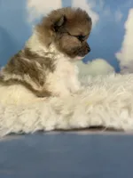 ACA Pixel , a female Pomeranian for sale in Canton, OH – 2 of 7