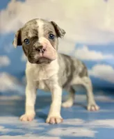 Loki, a male Frenchton for sale in Canton, OH – 2 of 5