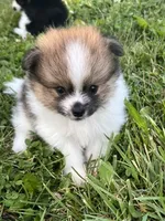 Aca Troy , a male Pomeranian for sale in Canton, OH – 3 of 4