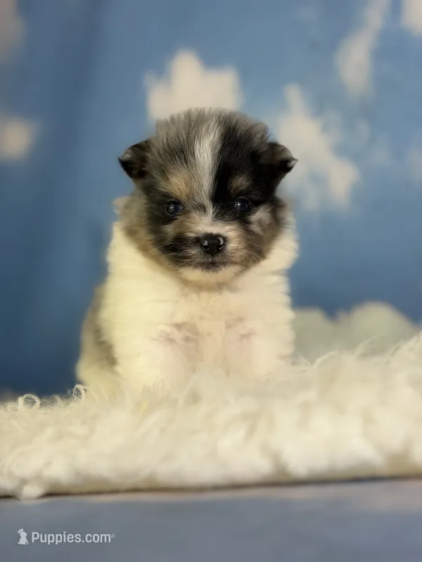 Aca Puzzle  – Pomeranian puppy for sale in Canton, OH