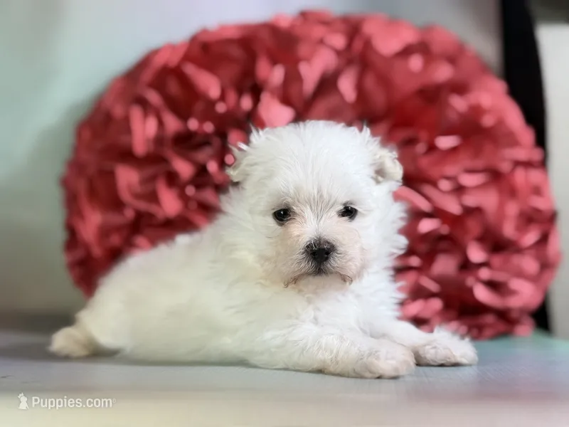 Daffodil – Maltipom puppy for sale in Canton, OH