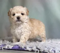 Taffy, a female Maltipoo for sale in Canton, OH – 6 of 6