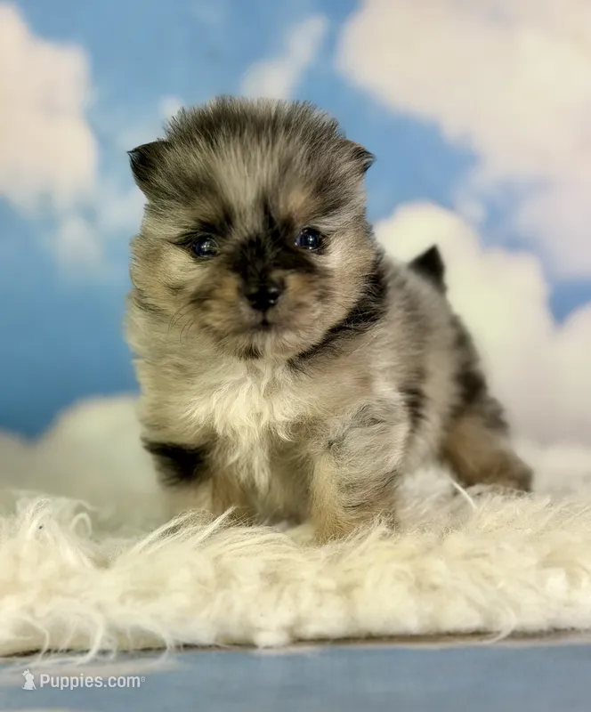ACA Picasso – Pomeranian puppy for sale in Canton, OH