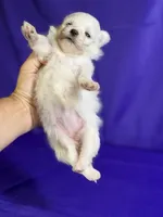 Daisy , a female Maltipom for sale in Canton, OH – 3 of 6