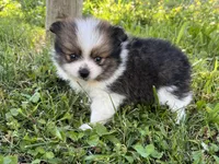 ACA Minnie, a female Pomeranian for sale in Canton, OH – 3 of 3