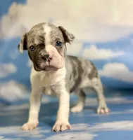 Loki, a male Frenchton for sale in Canton, OH – 3 of 5