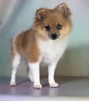 ACA speckles partial blue eye, a female Pomeranian for sale in Canton, OH – 8 of 8