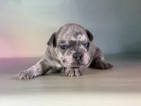 Juno ICA DNA , a male Frenchton for sale in Canton, OH – Photo 3 of 6