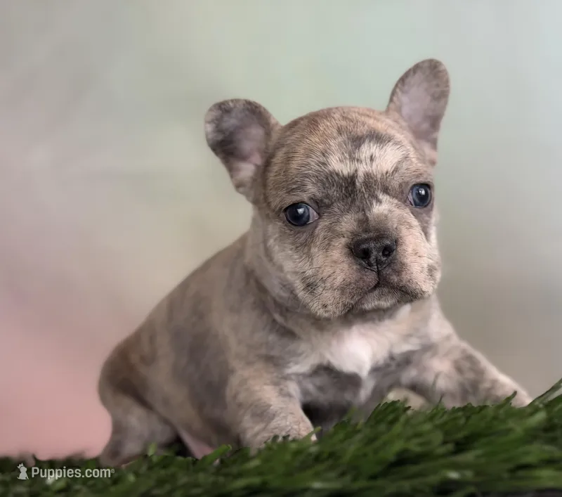 Juno ICA DNA 88/12 – Frenchton puppy on hold in Canton, OH