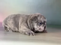 Juno ICA DNA , a male Frenchton for sale in Canton, OH – Photo 4 of 6