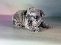 Juno ICA DNA , a male Frenchton for sale in Canton, OH – Photo 5 of 6