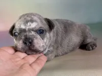 Juno ICA DNA , a male Frenchton for sale in Canton, OH – Photo 1 of 6