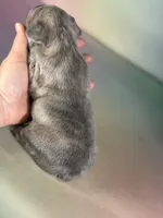 Juno ICA DNA , a male Frenchton for sale in Canton, OH – Photo 2 of 6