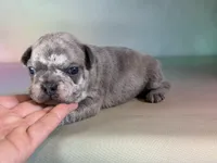 Juno ICA DNA , a male Frenchton for sale in Canton, OH – Photo 6 of 6