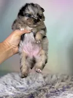 Tulip, a female Pomeranian for sale in Canton, OH – 5 of 8