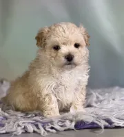 Taffy, a female Maltipoo for sale in Canton, OH – 2 of 6