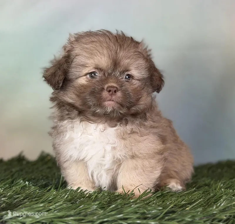 Milkyway DNA parents  – Peekapoo puppy for sale in Canton, OH