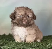 Milkyway DNA parents , a male Peekapoo for sale in Canton, OH – Photo 1 of 10