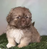 Milkyway DNA parents , a male Peekapoo for sale in Canton, OH – Photo 10 of 10