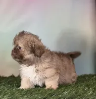 Milkyway DNA parents , a male Peekapoo for sale in Canton, OH – Photo 9 of 10