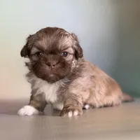 Milkyway DNA parents , a male Peekapoo for sale in Canton, OH – Photo 6 of 10