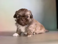 Milkyway , a male Peekapoo for sale in Canton, OH – Photo 5 of 6