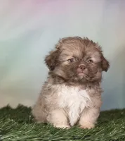 Milkyway DNA parents , a male Peekapoo for sale in Canton, OH – Photo 8 of 10