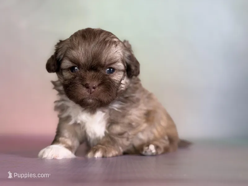 Milkyway , a male Peekapoo for sale in Canton, OH – Photo 1 of 6