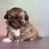 Milkyway DNA parents , a male Peekapoo for sale in Canton, OH – Photo 2 of 10