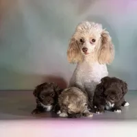 Milkyway DNA parents , a male Peekapoo for sale in Canton, OH – Photo 7 of 10