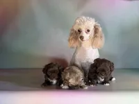 Milkyway , a male Peekapoo for sale in Canton, OH – Photo 6 of 6