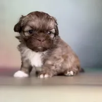 Milkyway DNA parents , a male Peekapoo for sale in Canton, OH – Photo 4 of 10